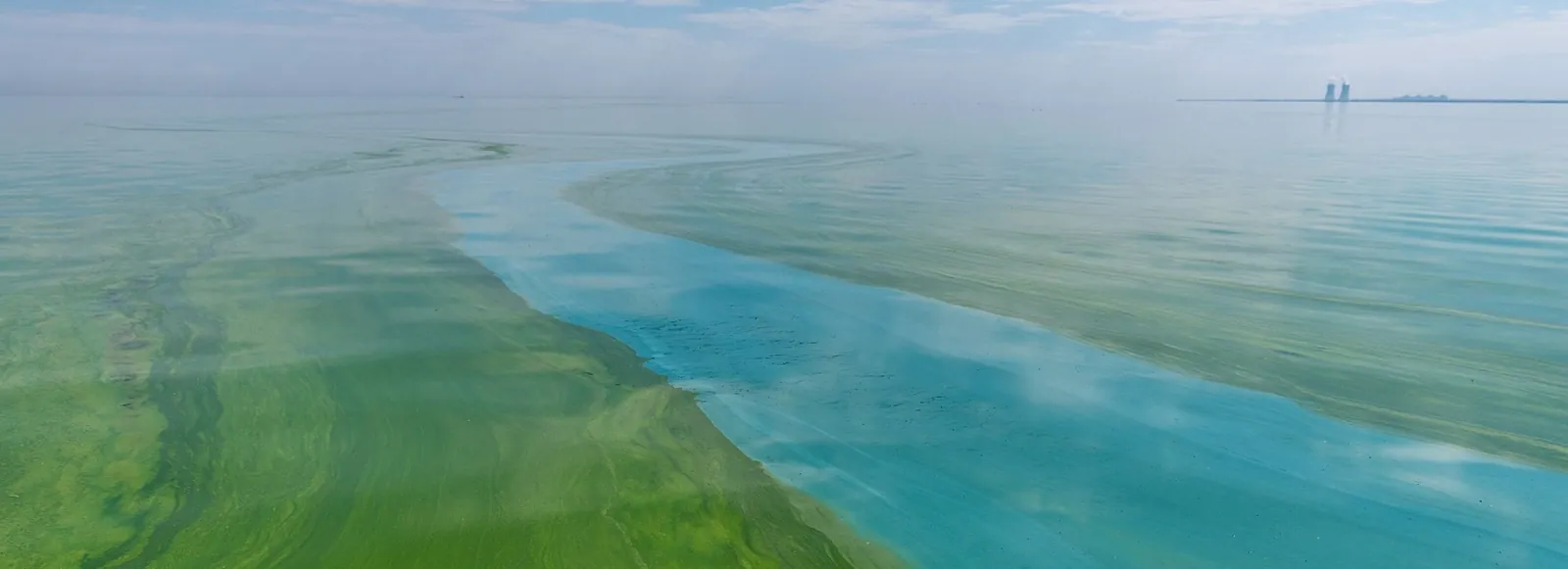 Eutrophierter See mit Cyanobakterien-Mat an der Oberfläche